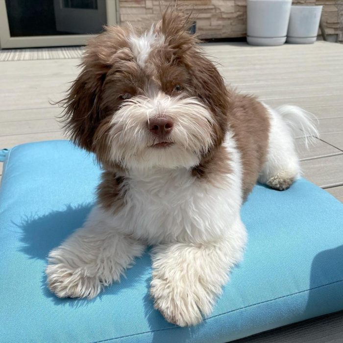 Duke