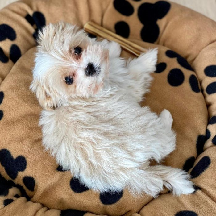 Lilly