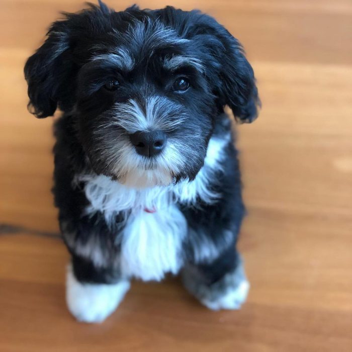Milo