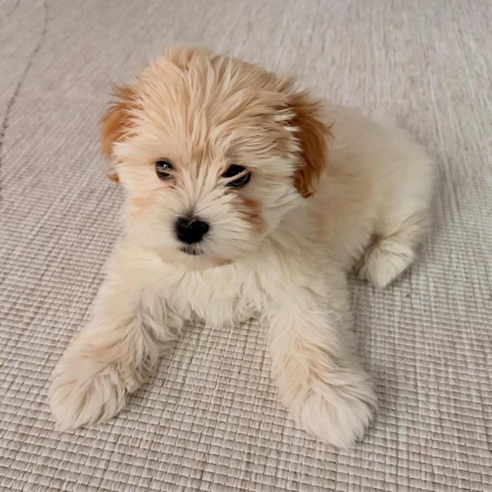 Oscar