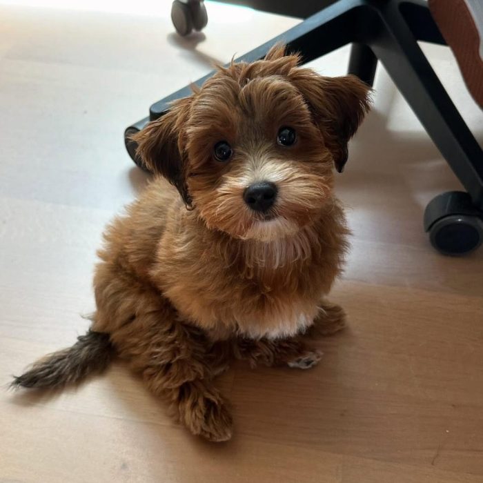 Penny