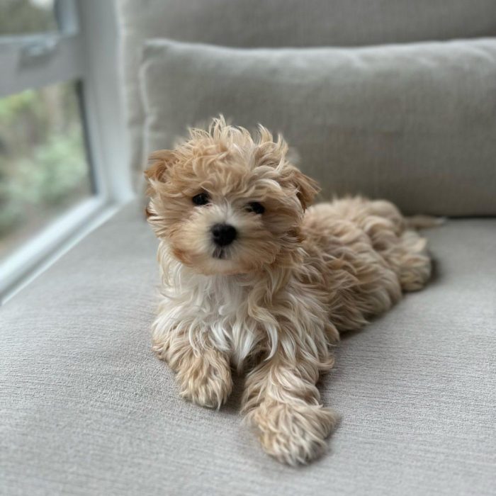 Wiggle